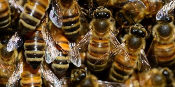 Fallece hombre en Yuma por mortal ataque de abejas – el 5to Poder